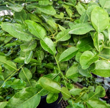 Lemon Leaves Essential Oil 2